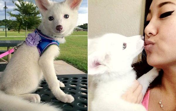 Rylai fox, лиса Rylai, белая мраморная лиса