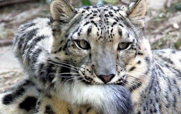 снежный барс жуёт хвост, смешной снежный барс