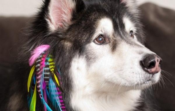 Нарощеные перья для собак, Poochie plumes