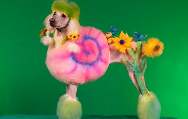 Конкурс сумашедших стрижек собак, Рен Незерленд