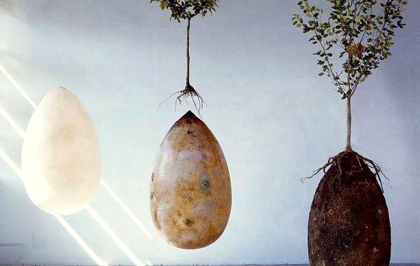 погребальные коконы превращающие усопших в деревья, Anna Citelli Raoul Bretzel,Capsula Mundi 