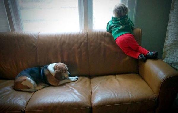 3-летний мальчик написал письмо собака, мальчик получил ответ от умершей собаки