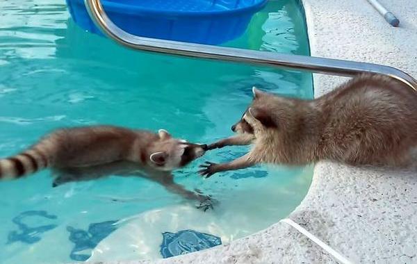 Вэйлон и Вилли, еноты в бассейне, енот не хочет чтобы брат купался, еноты купаются