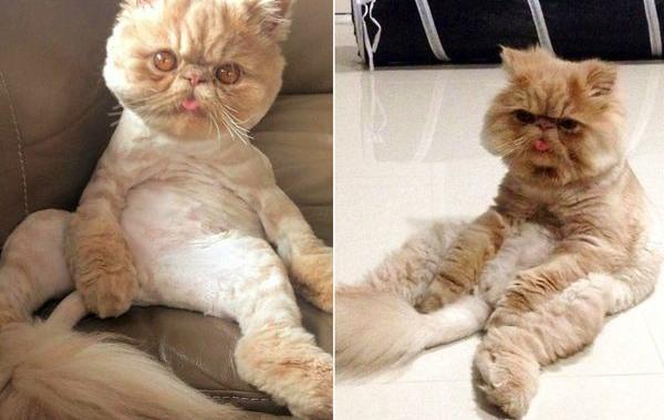 Сэр Уинстон персидский кот, кот который выглядит будто объелся