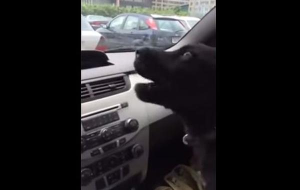 собака автомобильный кондиционер, собака познакомилась с кондиционером, собака кондиционер видео