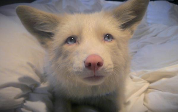 Мико - необычный лисёнок цвета "розовое шампанское", miko fox