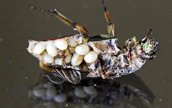 необычные вещи в разрезе, вещи в разрезе, предметы в разрезе
