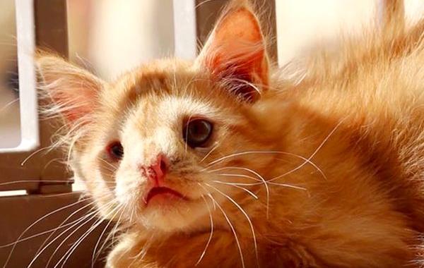 Котенок с врождённым уродством, котёнок Ромео