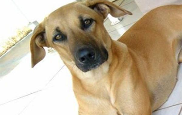 собака откопала на заднем дворе, собака нашла зубной протез