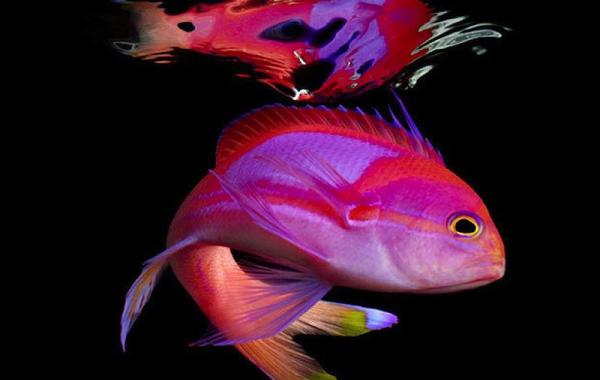  Марк Лайта море неоновые рыбы