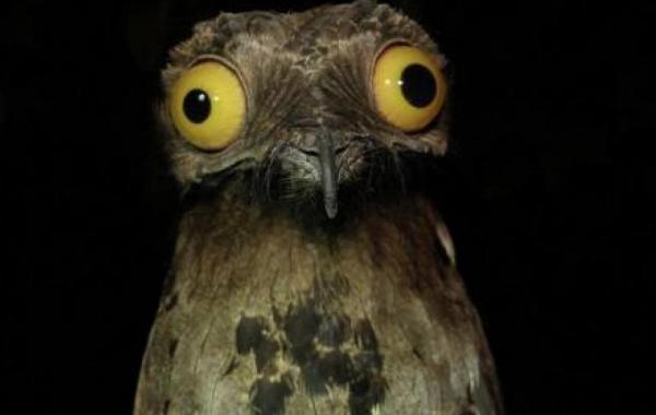 Упоротый козодой птицы Потто