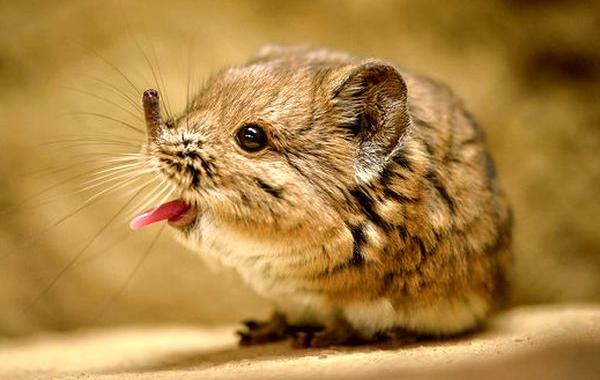 сенги, короткоухий слоновый прыгунчик