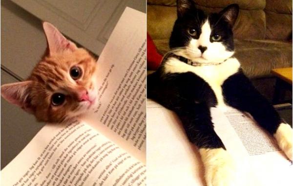 Кошки против книг, кошки которые мешают читать
