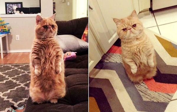 кот который может долгое время стоять на задних лапах, кот Джордж, кот стоит на задних лапах