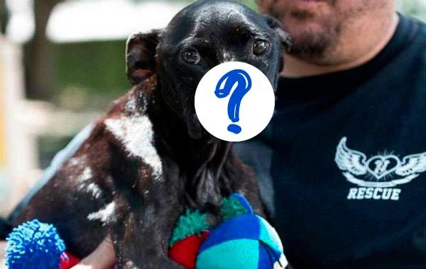 Khalessi dog, собака без половины морды, питбуль без носа