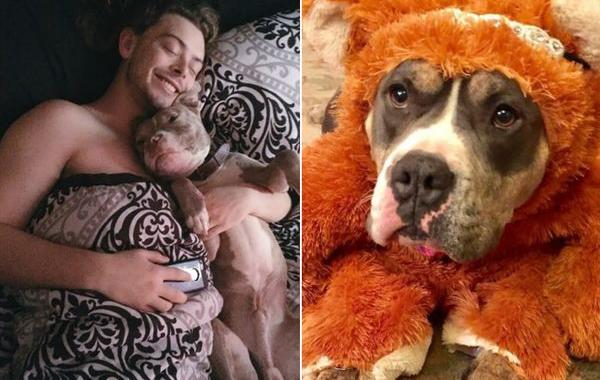 милые питбули, добрые питбули