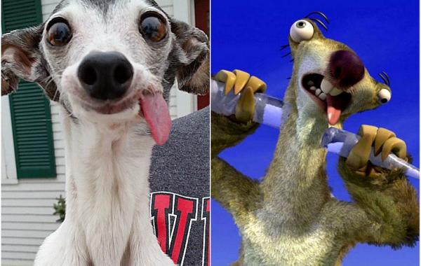 Zappa dog, двойник Сида из Ледникового периода, собака Заппа, собака с высунутым языком