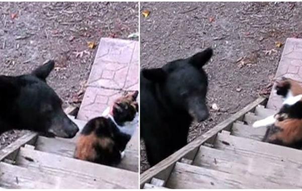 крутые кошки, смелые кошки, коты задиры