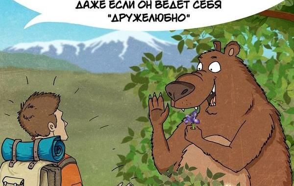 факты о медведях, медведи и туристы, что знать туристу о медведях 