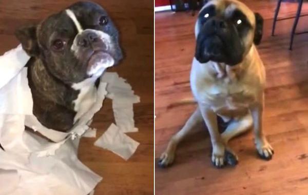 собака указала на нашкодившего приятеля, собака нашкодила