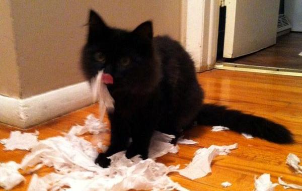 коты хулиганы, кошки пойманные на месте преступления, коты пойманные на месте преступления, коты пойманные с поличным