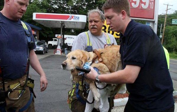 собака бросилась под автобус спасти хозяйку, собака спасла слепую хозяйку, собака под автобус спасла слепую хозяку