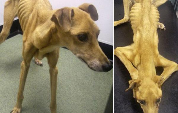 dog Fly, истощённая собака, хозяин морил собаку голодом, Дэвид Лоу