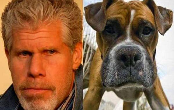 собаки выглядят как нечто другое, собаки похожи на другие вещи, сходство собак