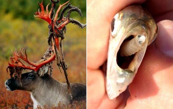 необычные моменты животные, факты о животных, удивительные факты о животных