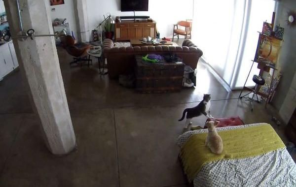 кошка успокоила собаку взглядом, могучая кошка, кошка заставила собаку заткнуться