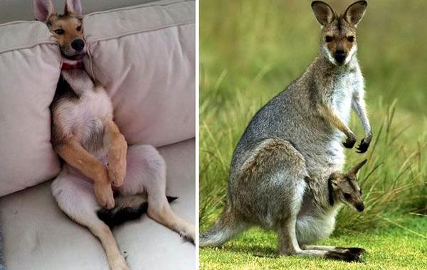 как две капли воды, двойники, Люди и предметы похожие на другие вещи 