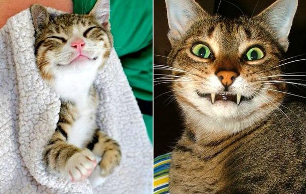 кошка улыбается, улыбающиеся коты, коты улыбаки