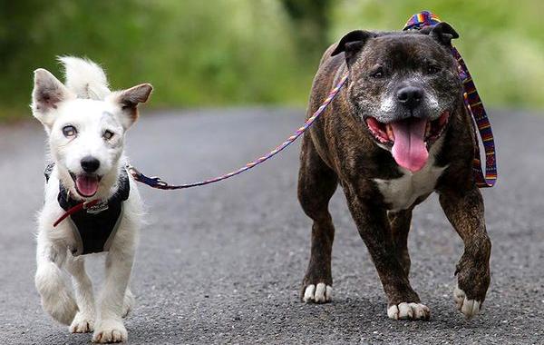 собака-поводырь, у слепой собаки есть поводырь, Glenn Buzz dog