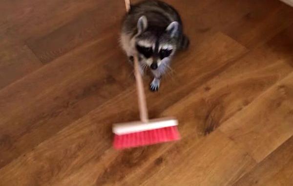 смешные еноты, еноты помогают людям, еноты гифки, еноты gif, еноты анимация