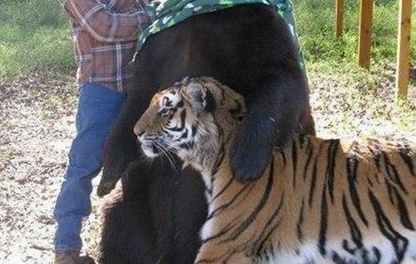 Позитив и юмор в смешных фотографиях