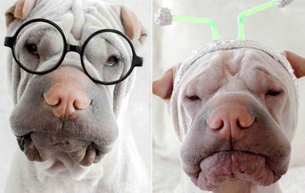 шарпей Паддингтон, paddington dog