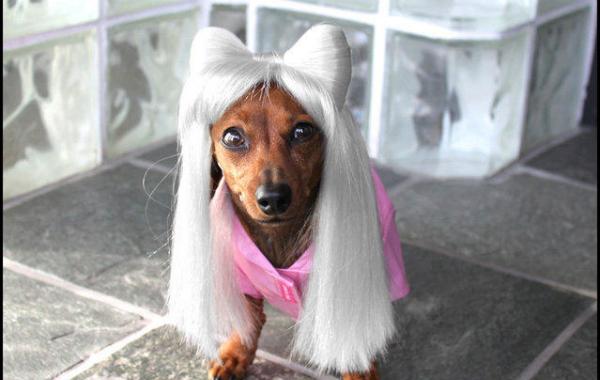 Парики для животных от Леа Уоркмен, Cushzilla