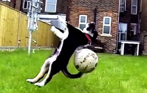 собаки не умеют играть в мяч, собаки не умеют ловить, смешные собаки видео