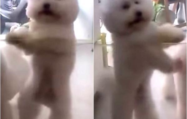 танцующая собака, собака танцевака, собака на ночную дискотеку