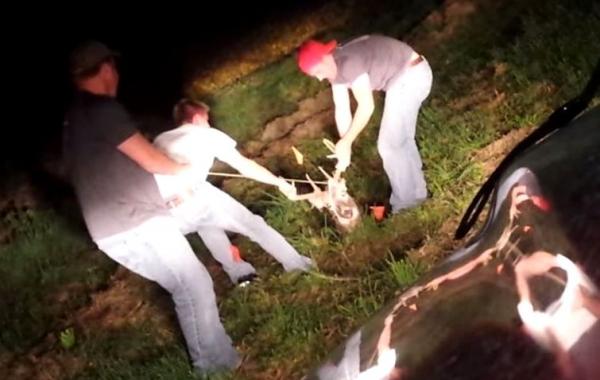 смешные короткие видео, короткие видео