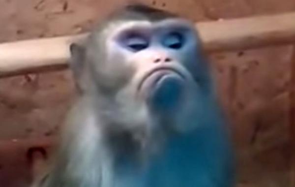 Десятка смешных и интереснейших коротких видео, которые должен увидеть каждый V