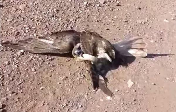 Спасение ястреба от смертельной хватки змеи