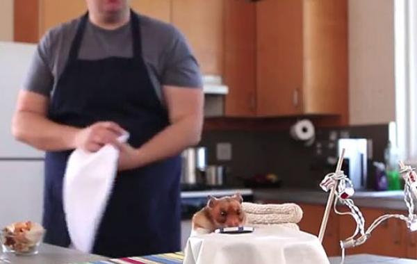 Крошечный буррито для крошечного хомячка