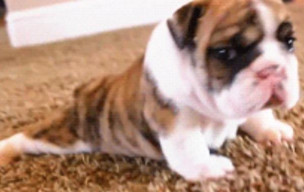 Очаровательные попытки животных совершить свои первые шаги