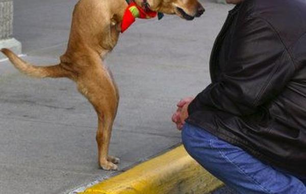 Собачка по имени "ВЕРА"