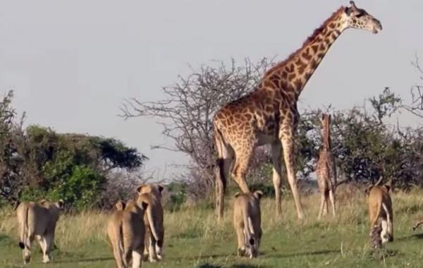 Мама новорожденного жирафа отогнала от своего малыша стаю молодых львов