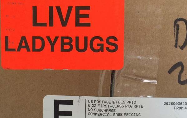 Купил на Amazon 1500 божьих коровок