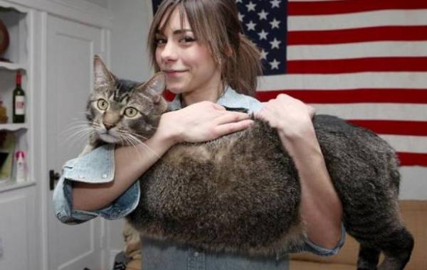 Котозавр рекс 10 килограммовый кот 