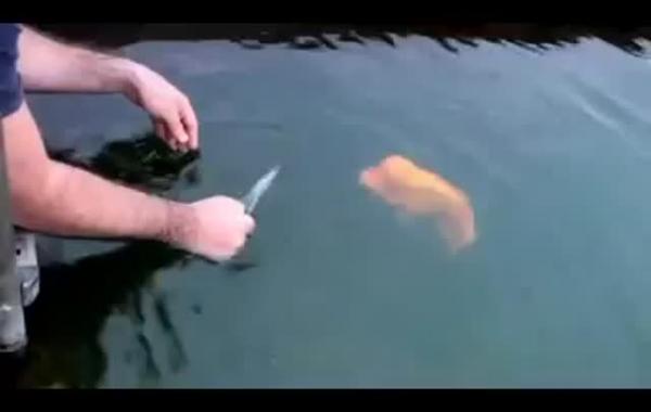 Рыба, которая любит когда её гладят