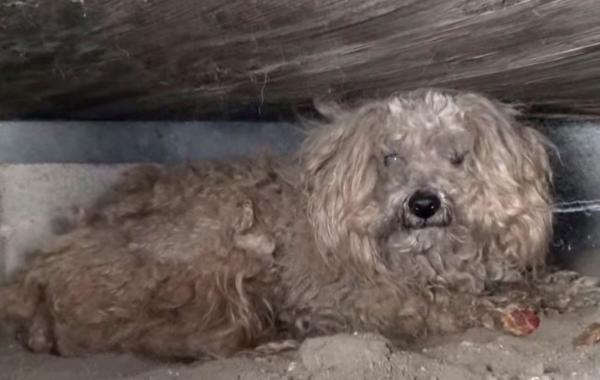 Спасение собаки, которая год ждала возвращения своего умершего хозяина